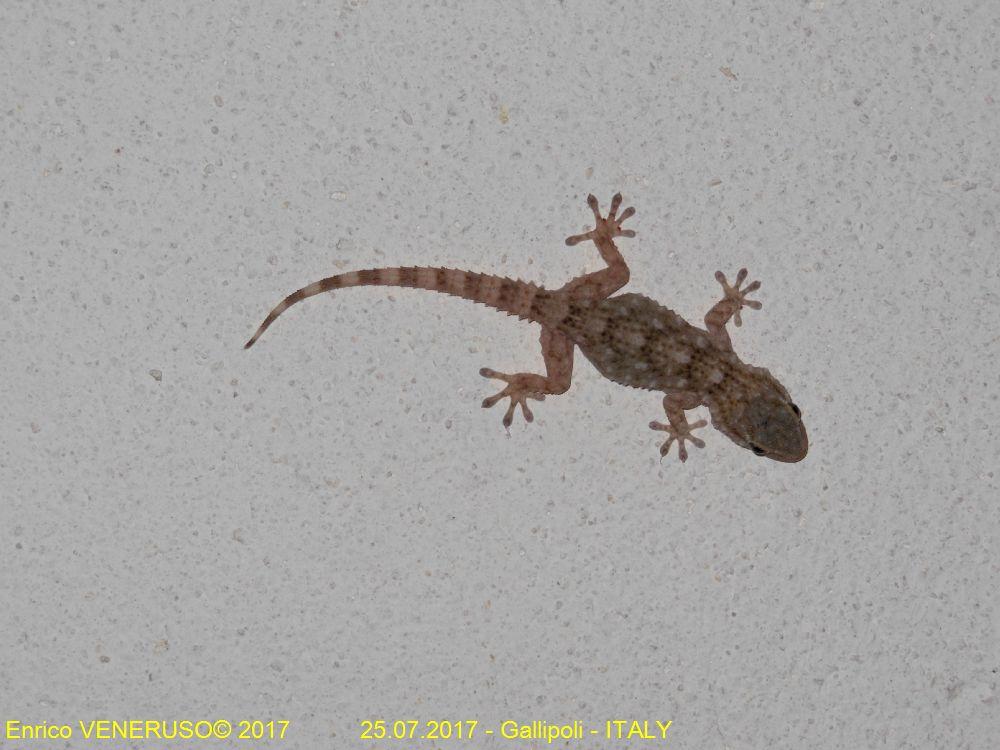 38 - Geco - Gecko